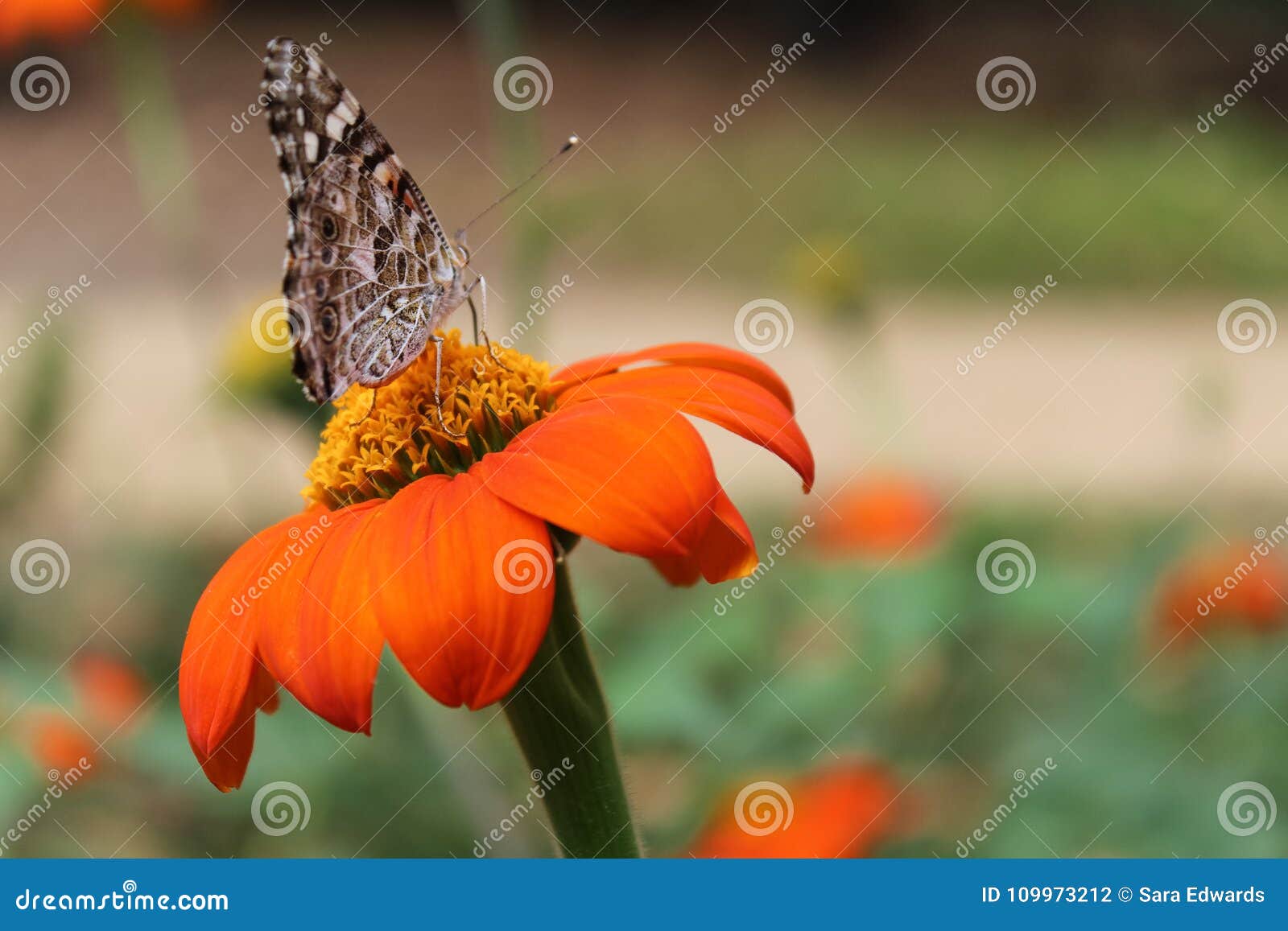 beautiful butterfly perched on top of an bright orange clavel de muerto - or mexican sunflower - in a garden