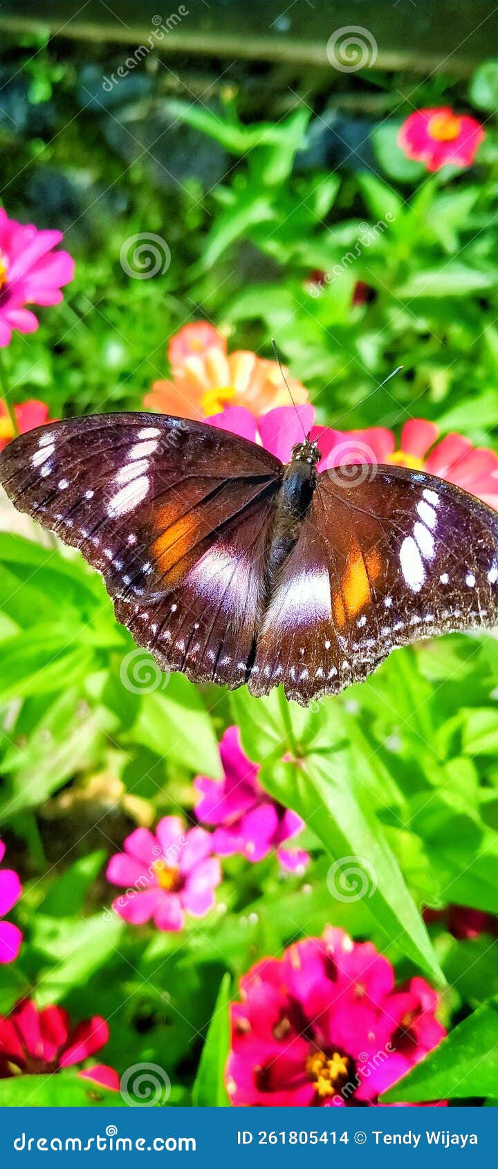 Beautiful Butterfly at Pink Flowers Stock Photo Image of petal