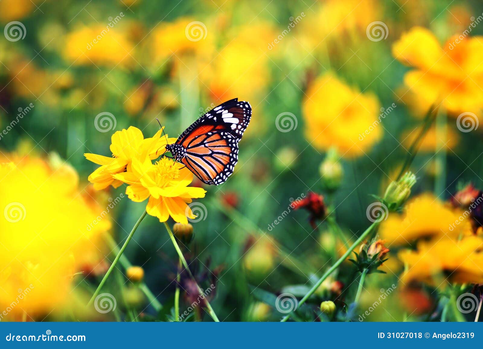 Beautiful Butterfly Stay in Yellow Flowers Stock Photo - Image of ...