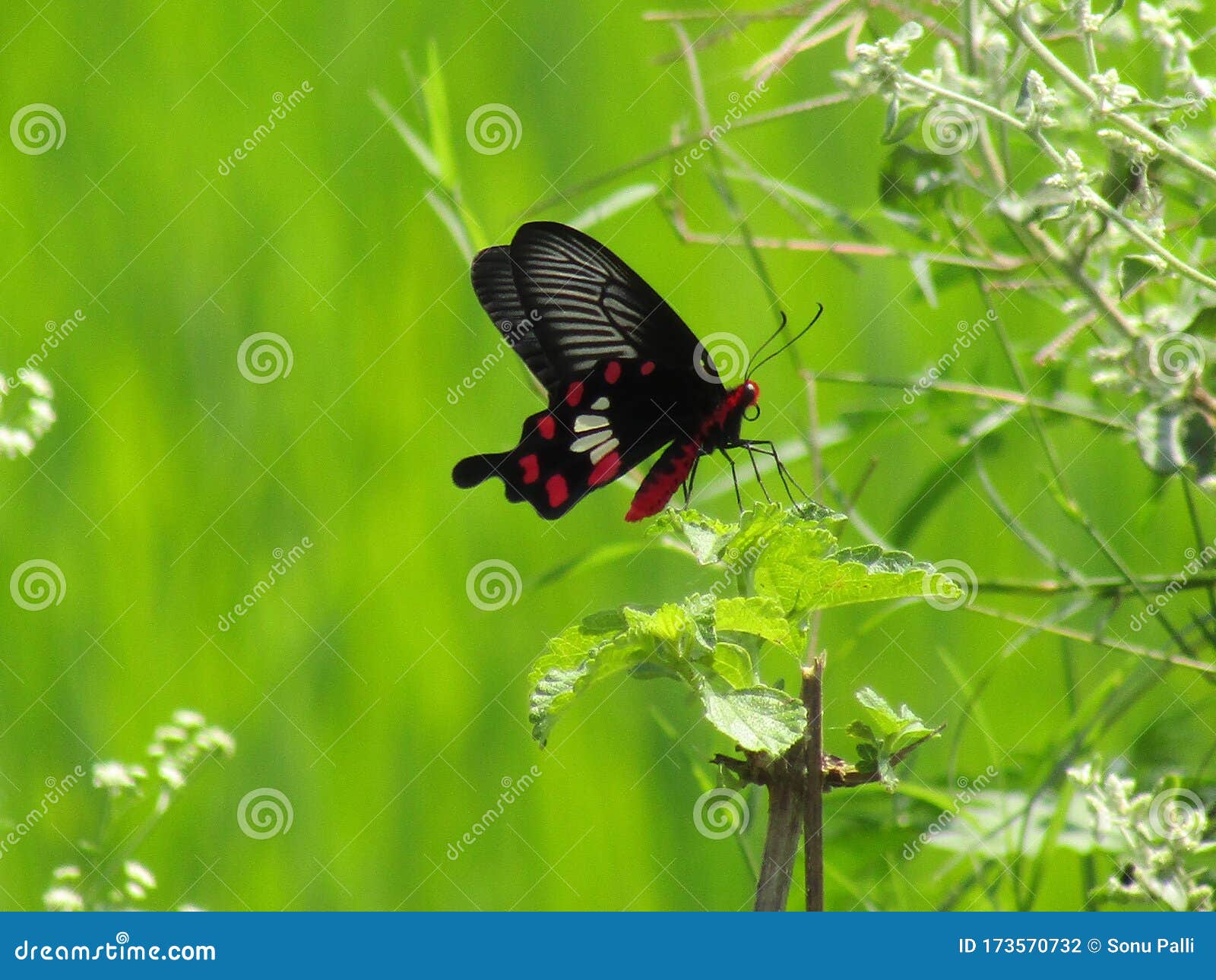 Butterfly stock photo. Image of village, beautiful, butterfly 173570732