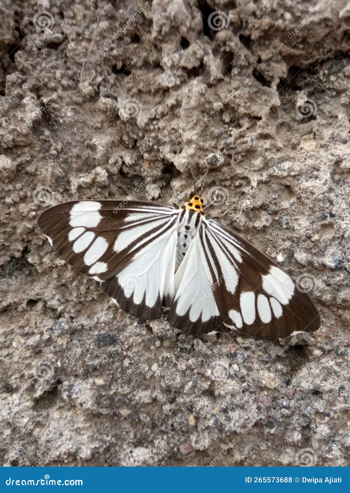 A Beautiful Butterfly on the Wall Stock Photo Image of founded, animal 265573688