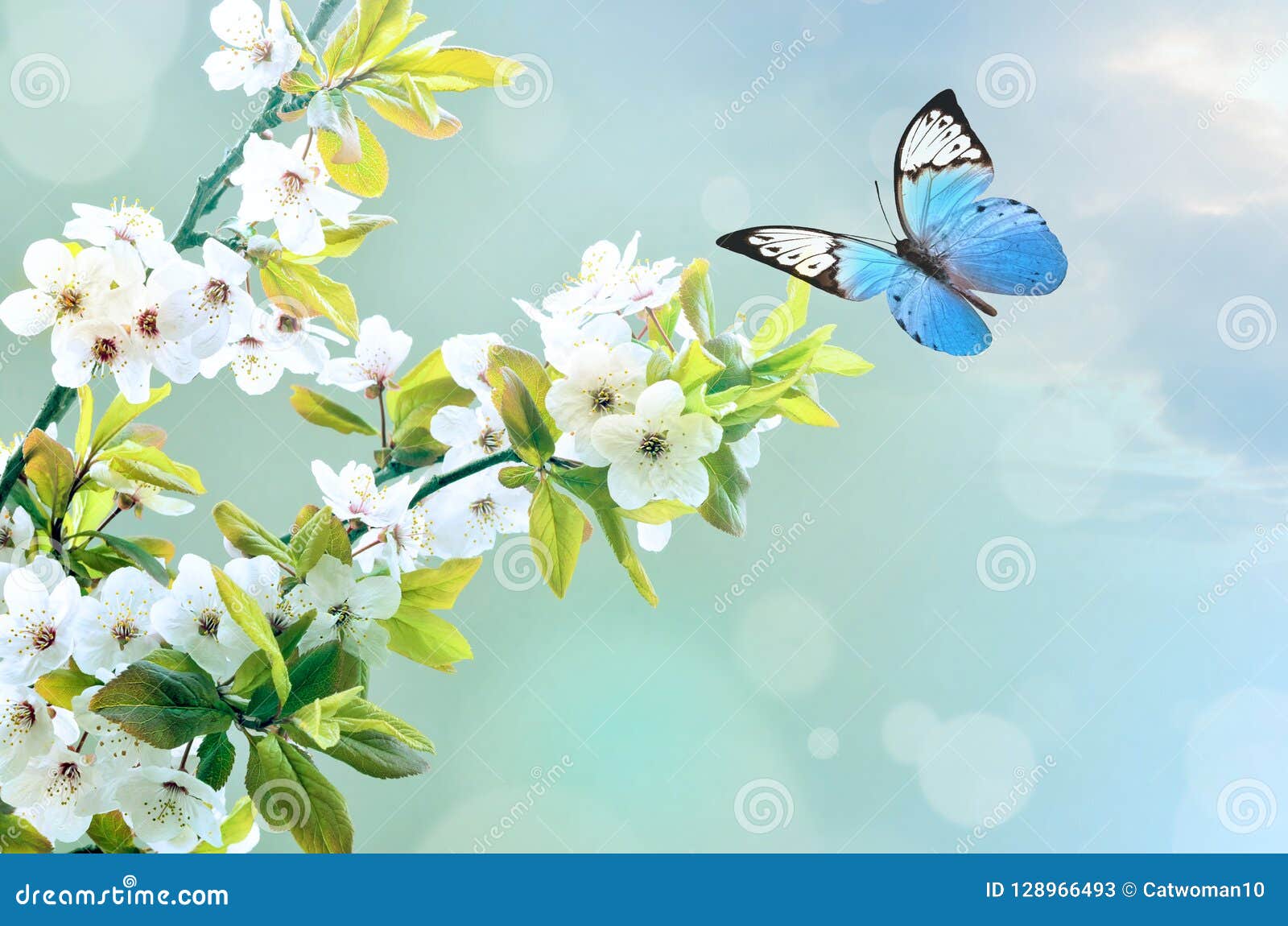 Beautiful Butterfly on White Flower, Sky Background Stock Image ...