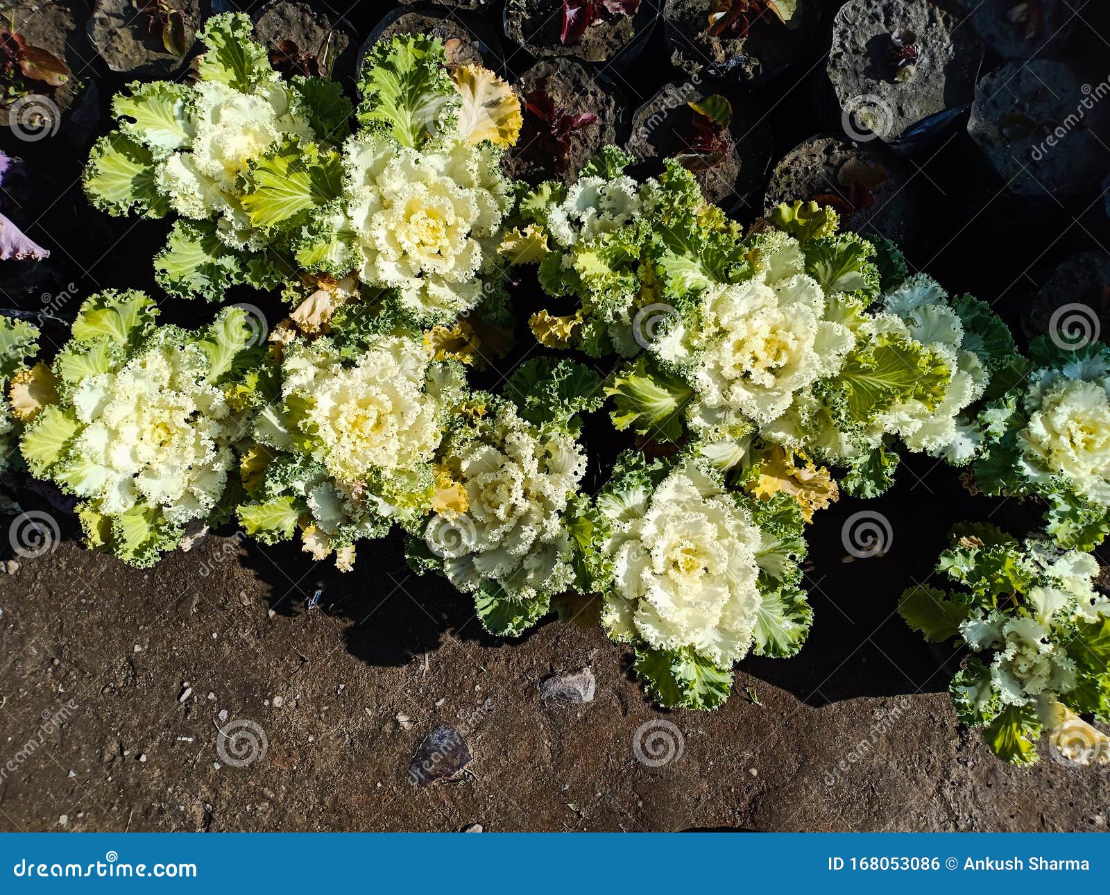 Beautiful Cabbage Flower Plants Growing Stock Photo Image of growing