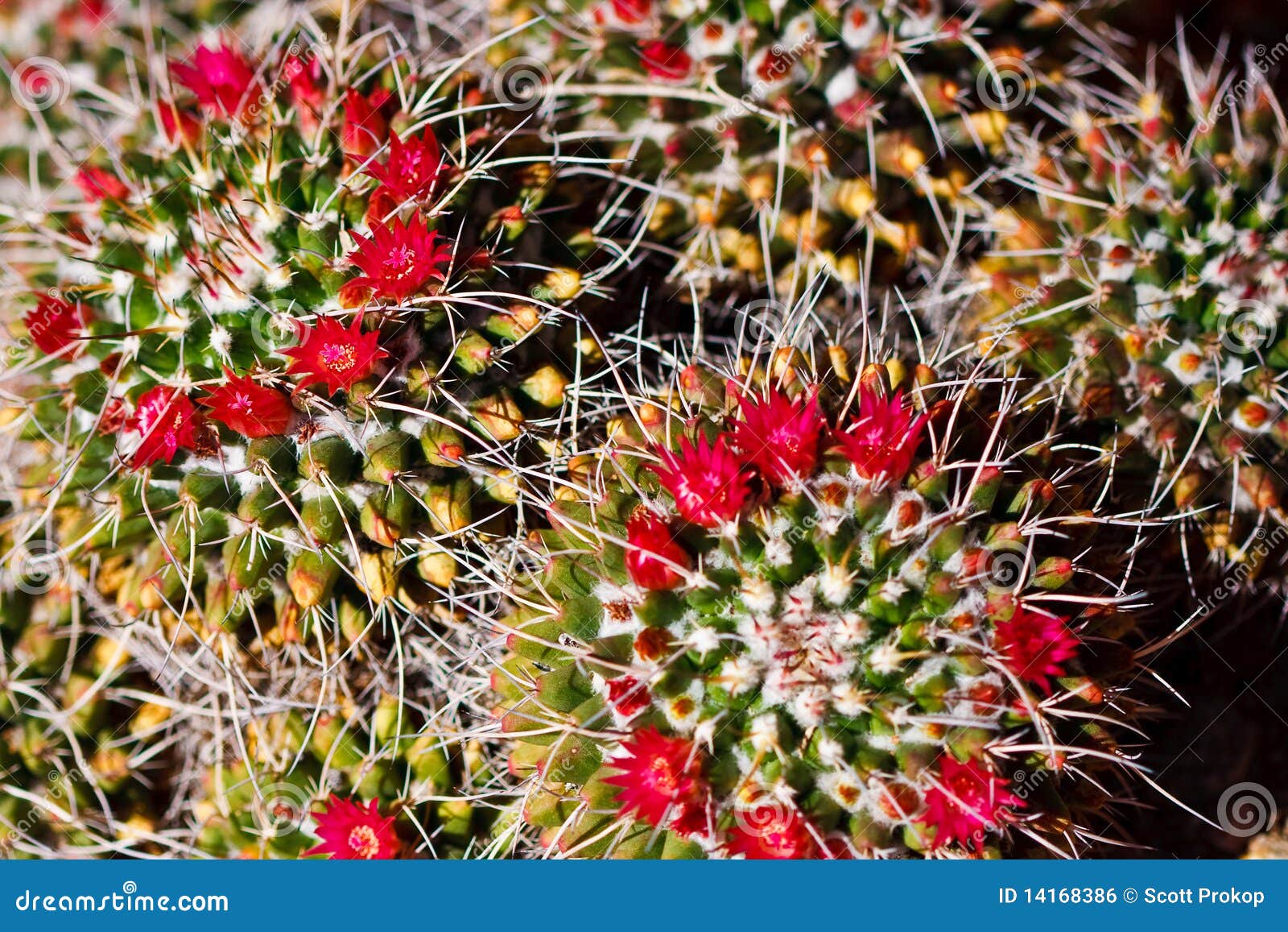 Beautiful Cactus Flower Blossom Stock Photo Image of detail, petal