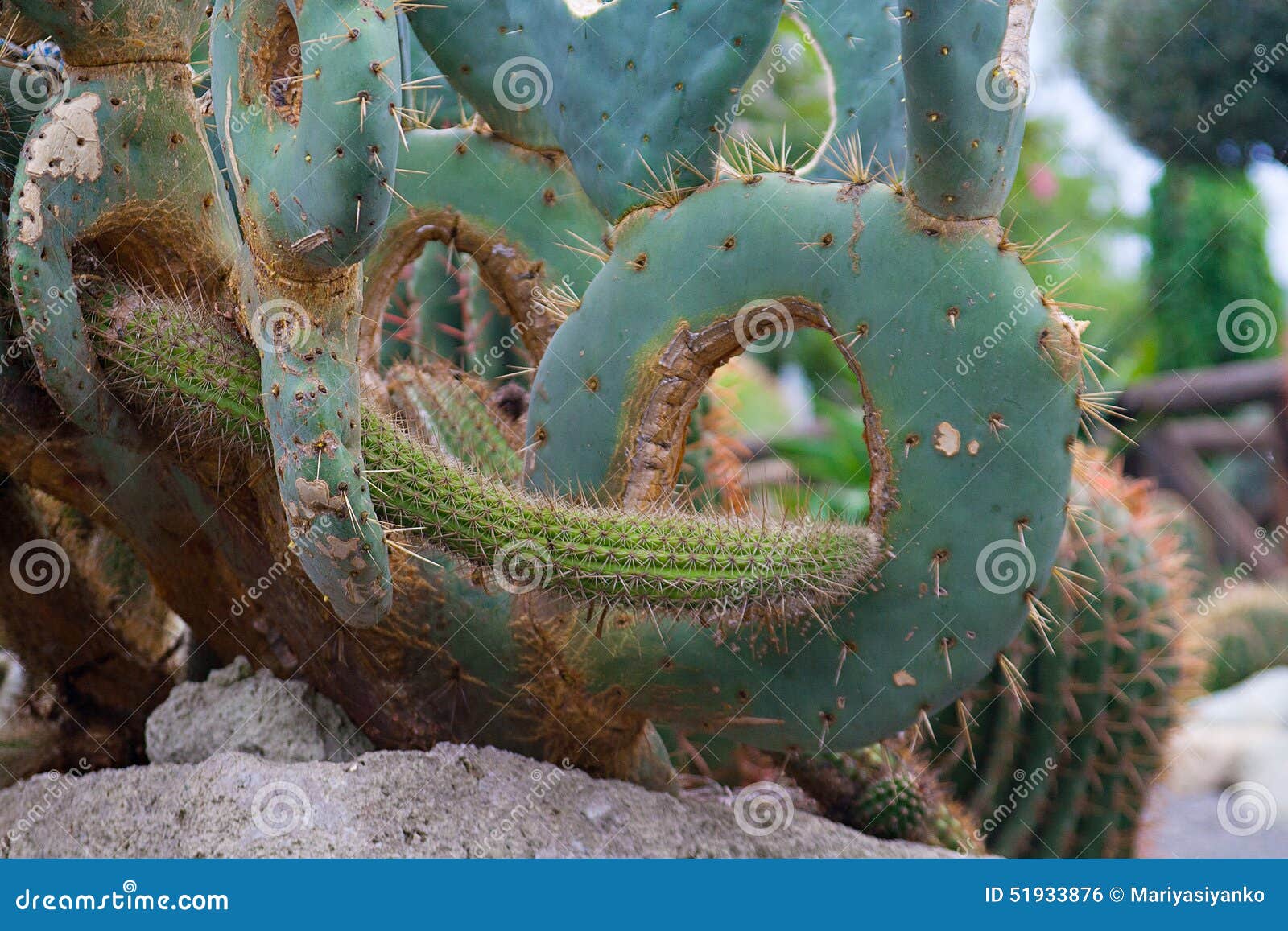 beautiful cactus in the giardini ravino botanical garden on ischia island, italy