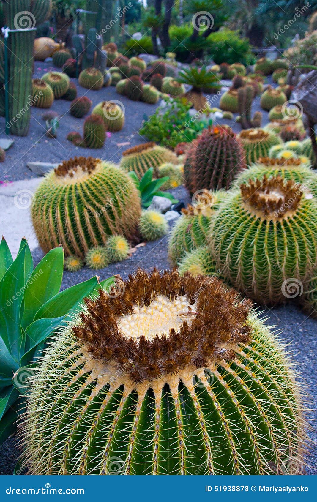 beautiful cactus in the giardini ravino botanical garden on ischia island, italy