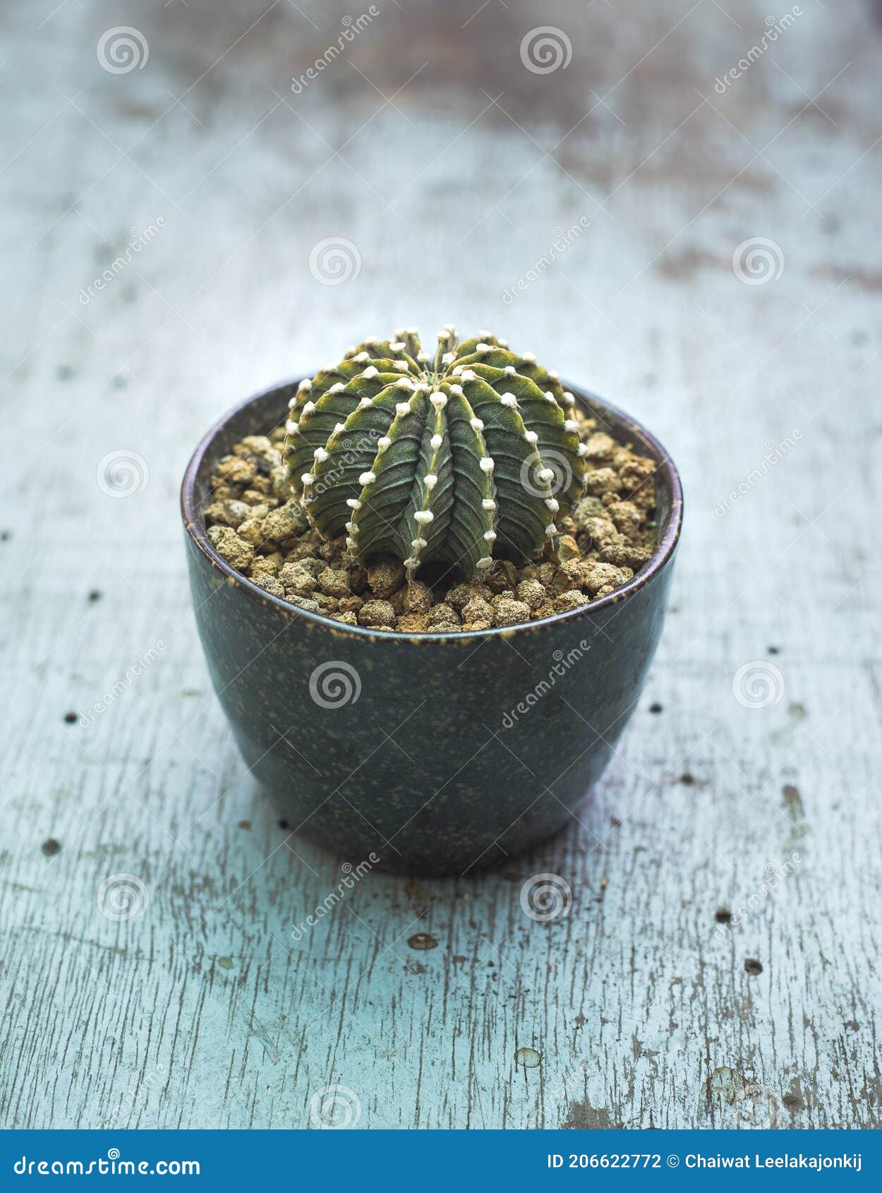 beautiful cactus named gymnocalycium mihanovichii lb2178 `agua dulce