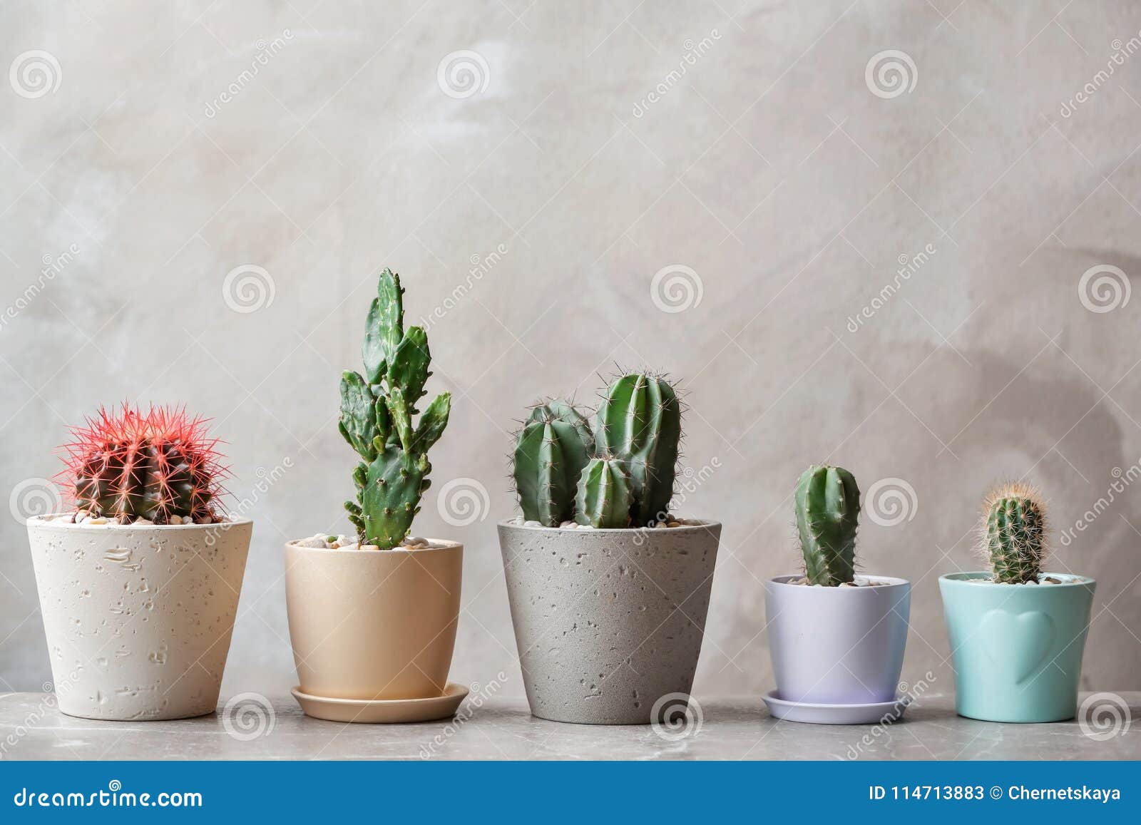 Beautiful Cactuses in Pots on Table Stock Image Image of botanical