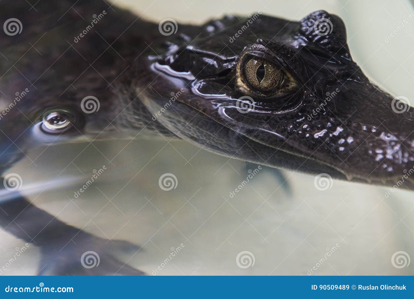 beautiful caiman crocodile