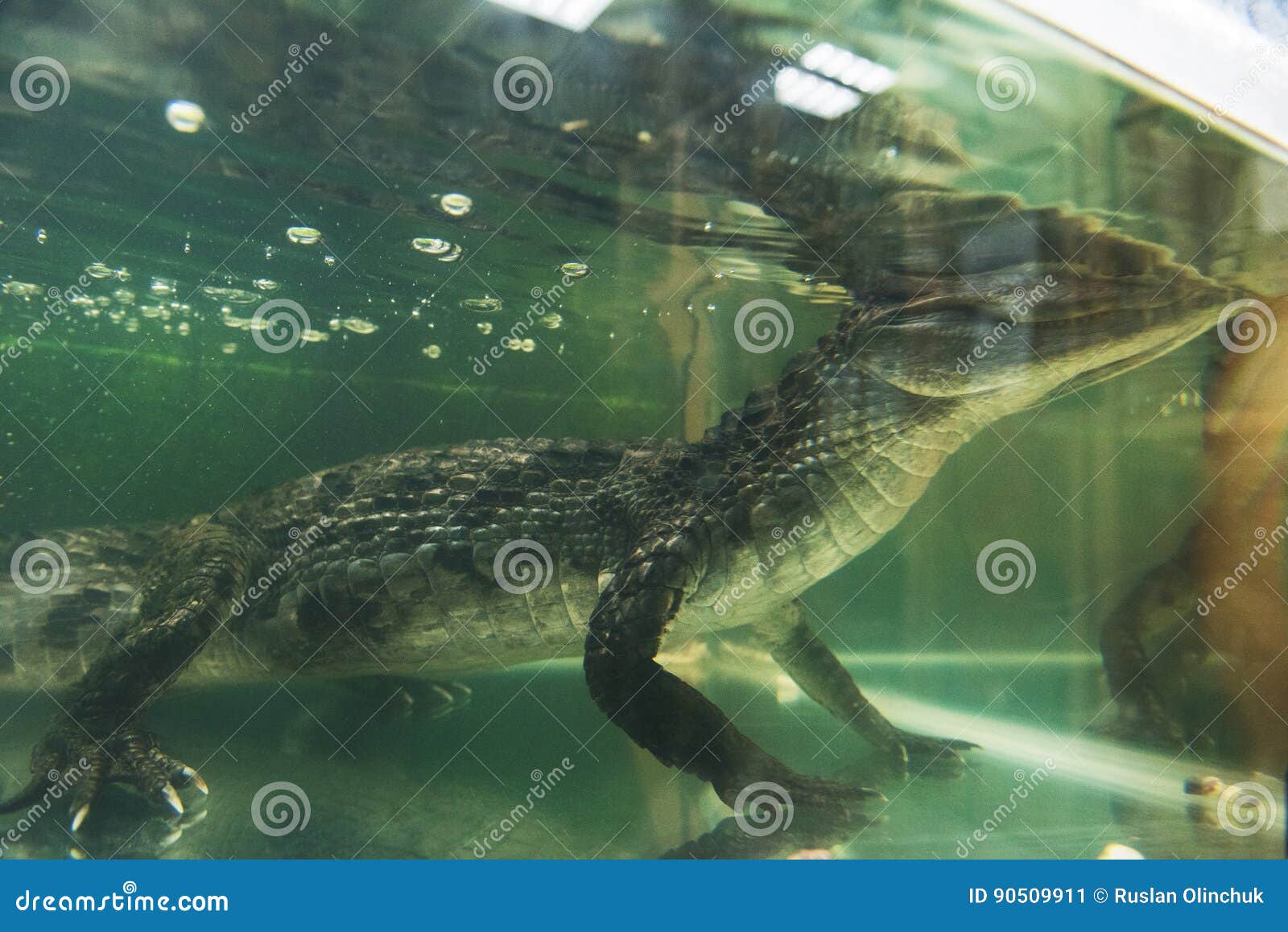 beautiful caiman crocodile