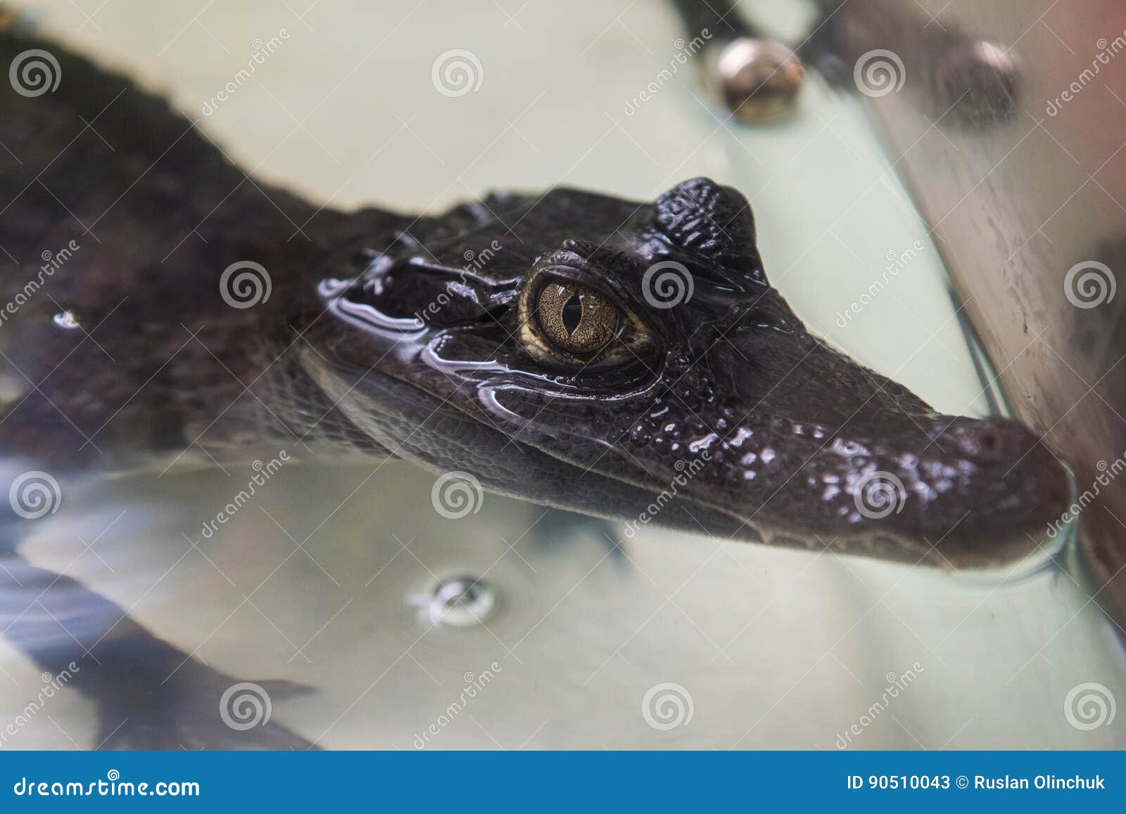 beautiful caiman crocodile