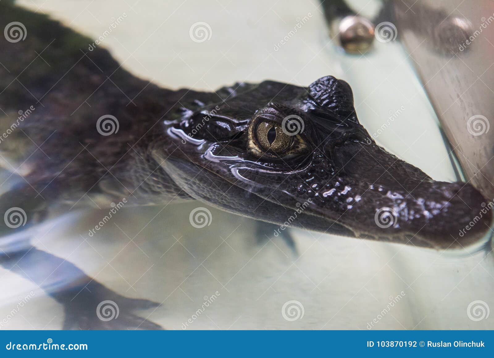 beautiful caiman crocodile