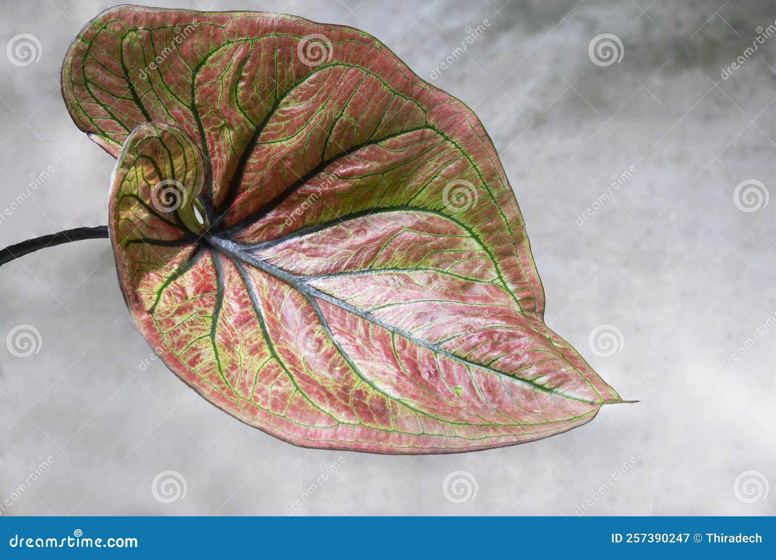 Beautiful Caladium Isolated Stock Image - Image of beautiful, garden