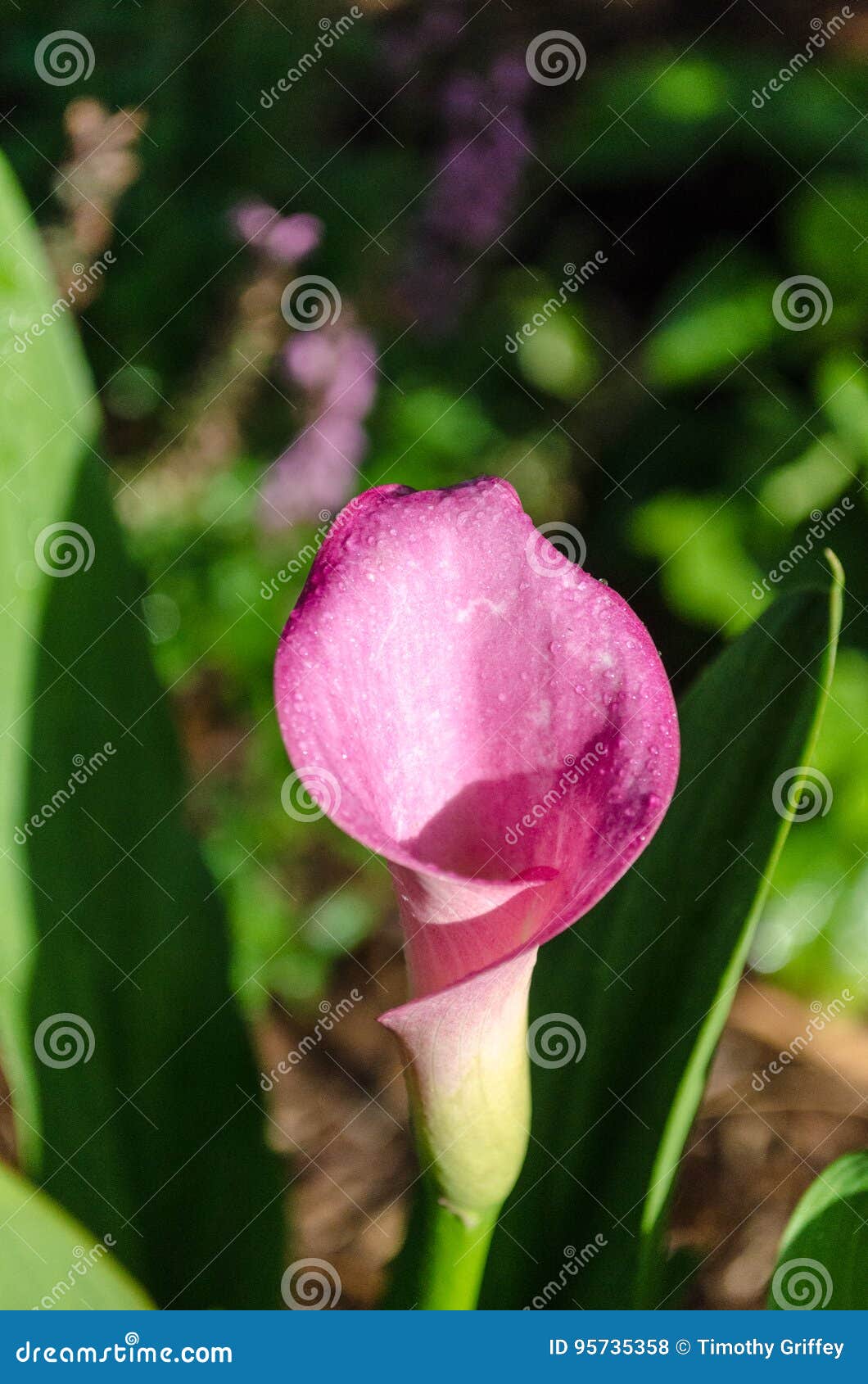 Beautiful Calalily in the Afternoon Stock Photo - Image of sunny, bloom ...