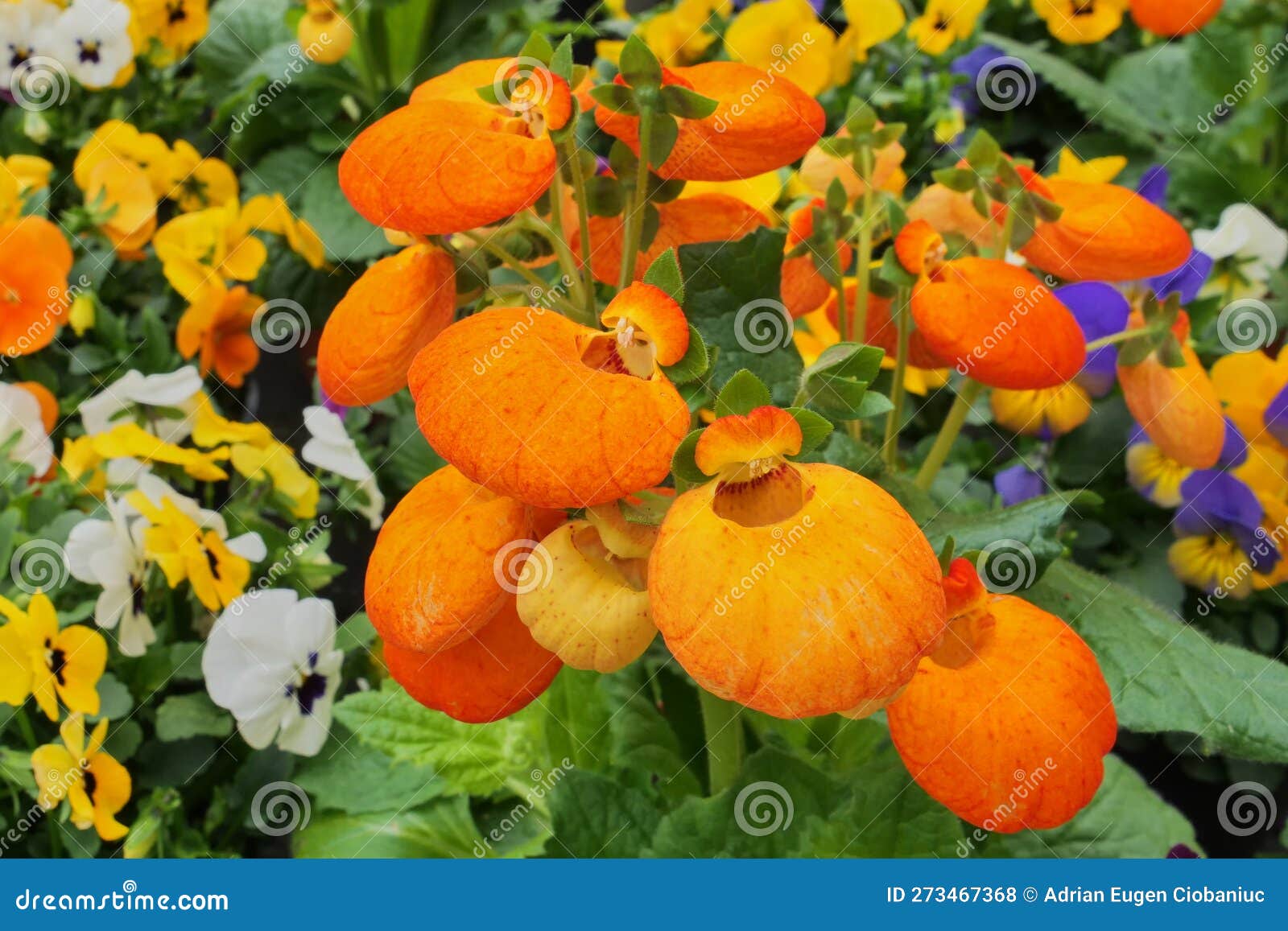 beautiful calceolaria integrifolia flower also called lady s purse slipper pocketbook 273467368