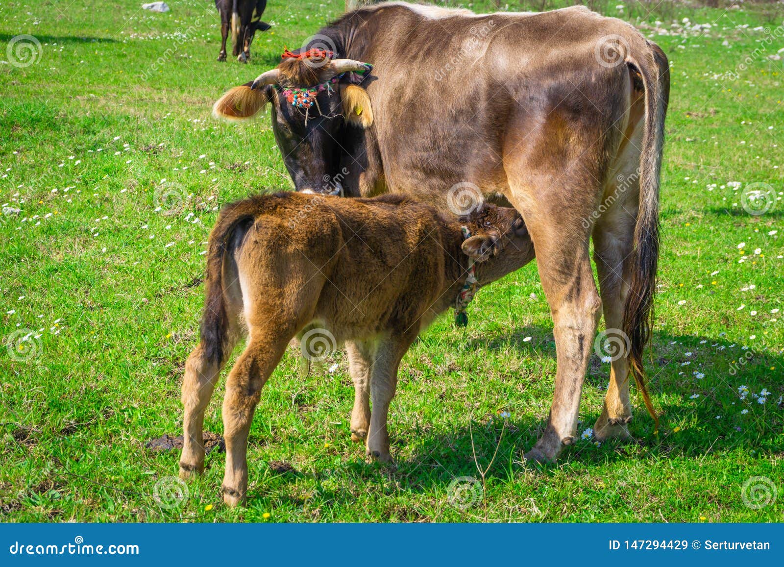 Calf sucks guy