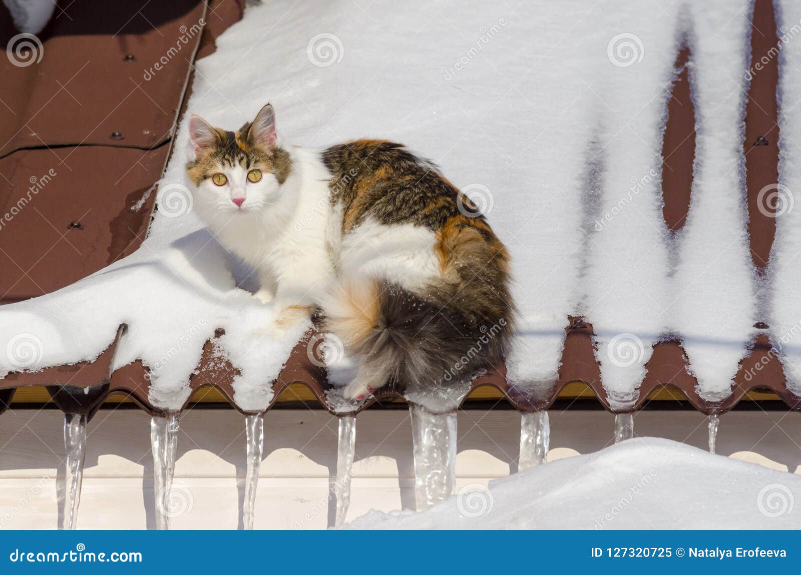 Beautiful Calico Cat Walking On Snowy Roof Of The House Kitty Sitting On The Roof Top On A Sunny Christmas Day Stock Image Image Of Downy Attentive 127320725