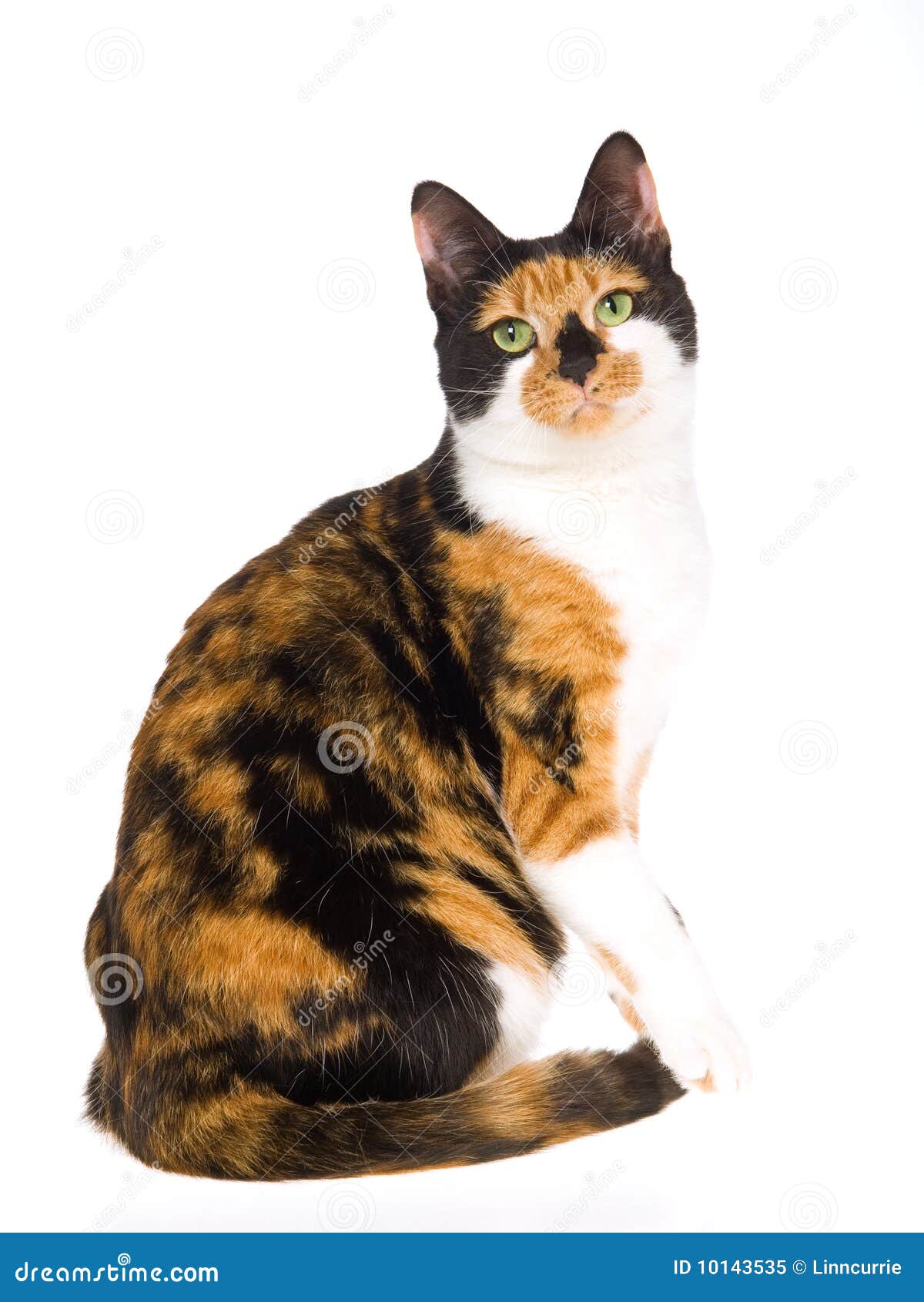 Beautiful Calico  Cat  On White Background Stock Image 