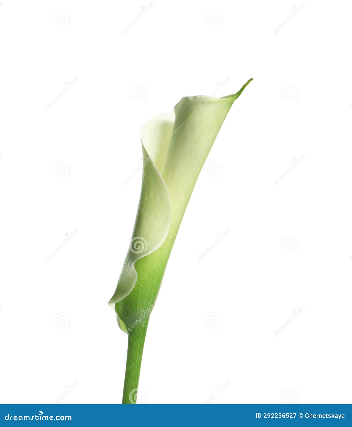 Beautiful Calla Lily Flower on White Background Stock Image Image of