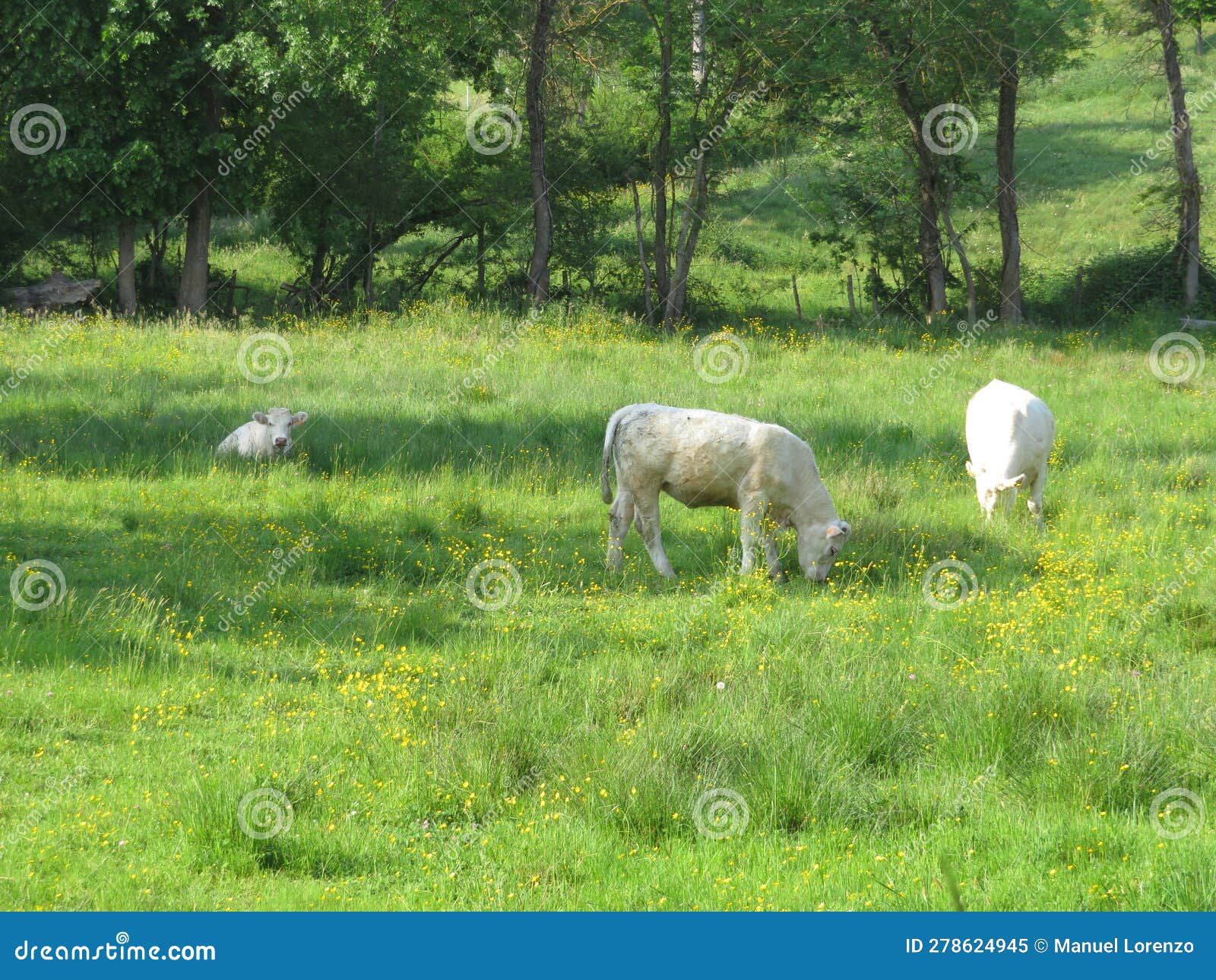 beautiful calves grazing in the meadow quietly happy farm animals