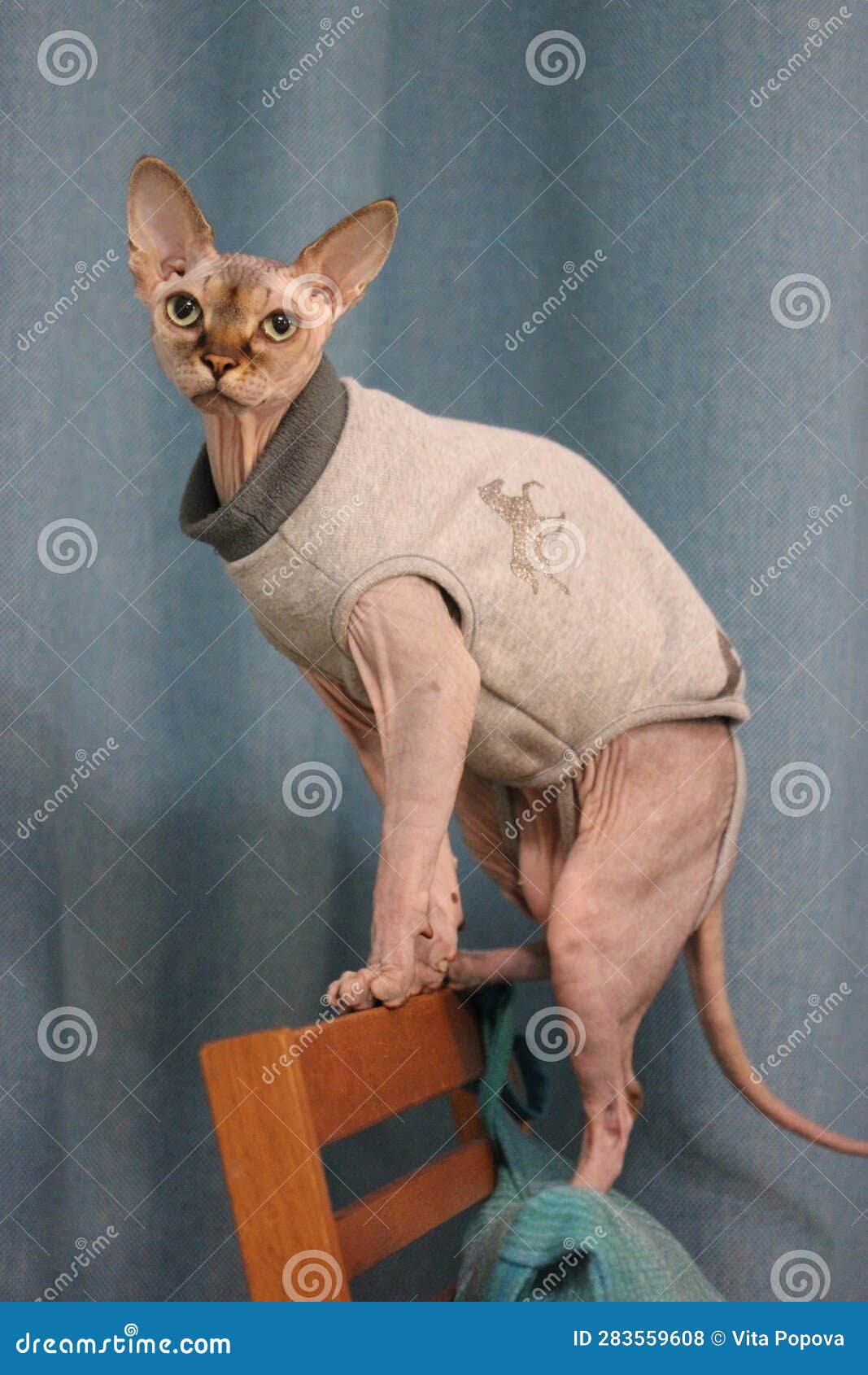 Sphinx Cat Sweater Stock Photos - Free & Royalty-Free Stock Photos from  Dreamstime