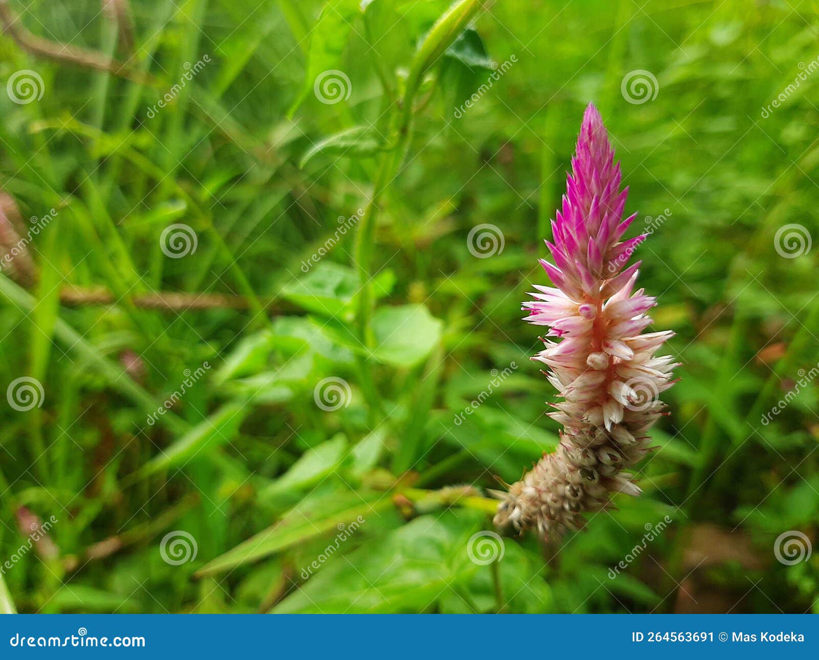 Beautiful candle flower stock image. Image of candle 264563691