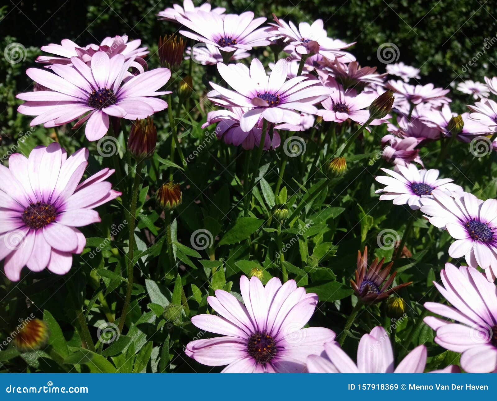 Beautiful Cape Marguerite Or Sundays River Daisy In A Garden Stock Image Image Of Outdoors Flower 157918369