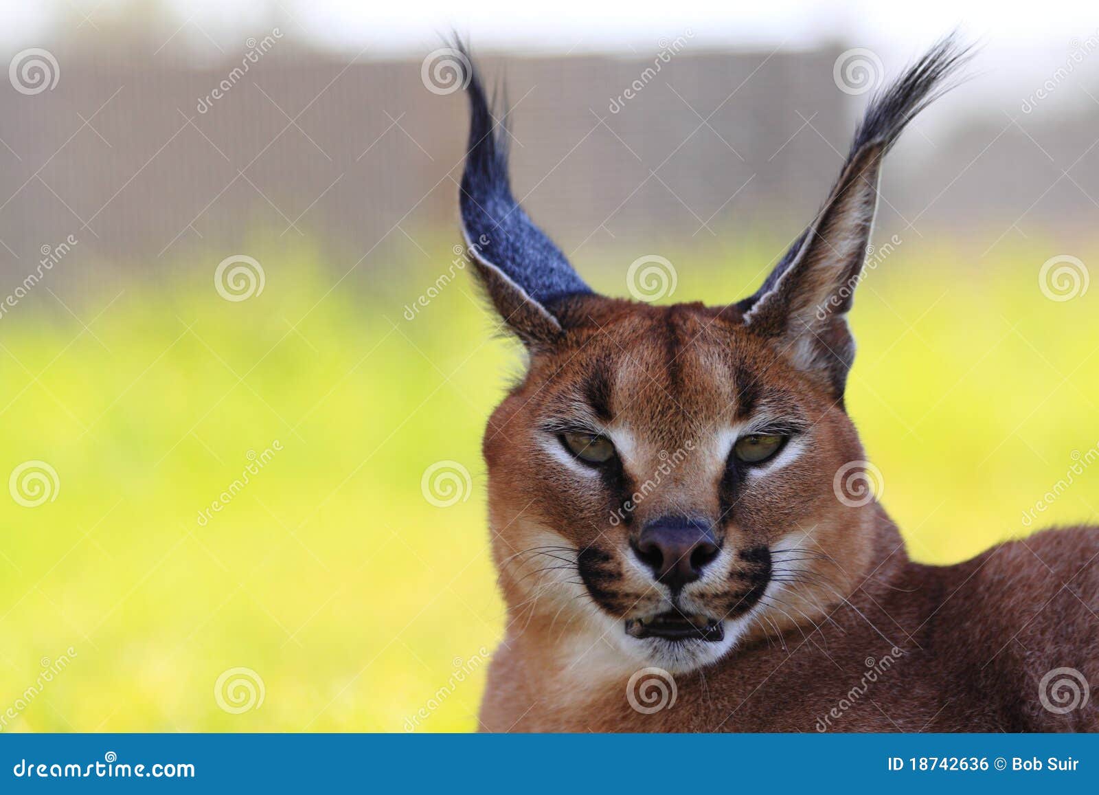 Beautiful caracal cat stock photo. Image of hunter, nose - 18742636