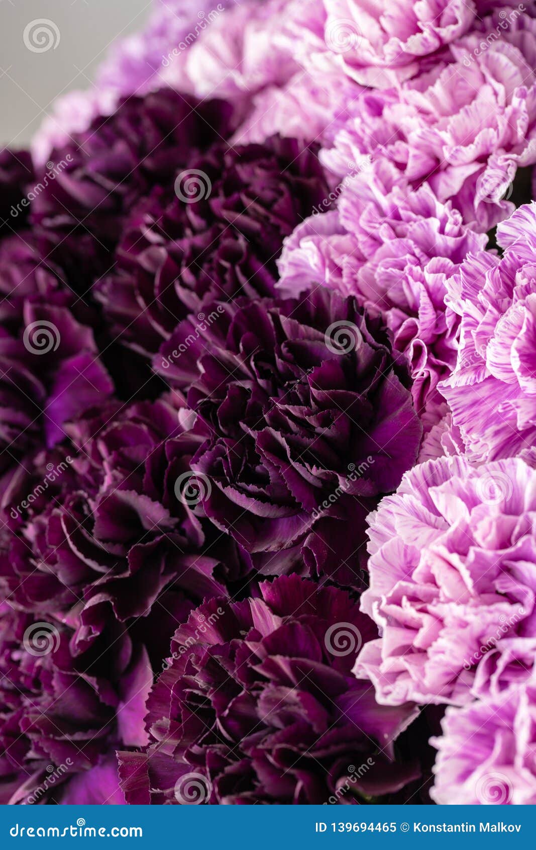 Beautiful Carnations Flowers in a Vase on a Table . Bouquet of Dark ...