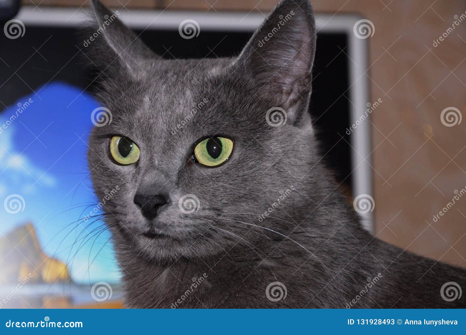 The Beautiful Cat Breed Russian Blue With Silver Coat And Pointed Ears Large Moustache Pet Stock Image Image Of Eyes Pretty 131928493
