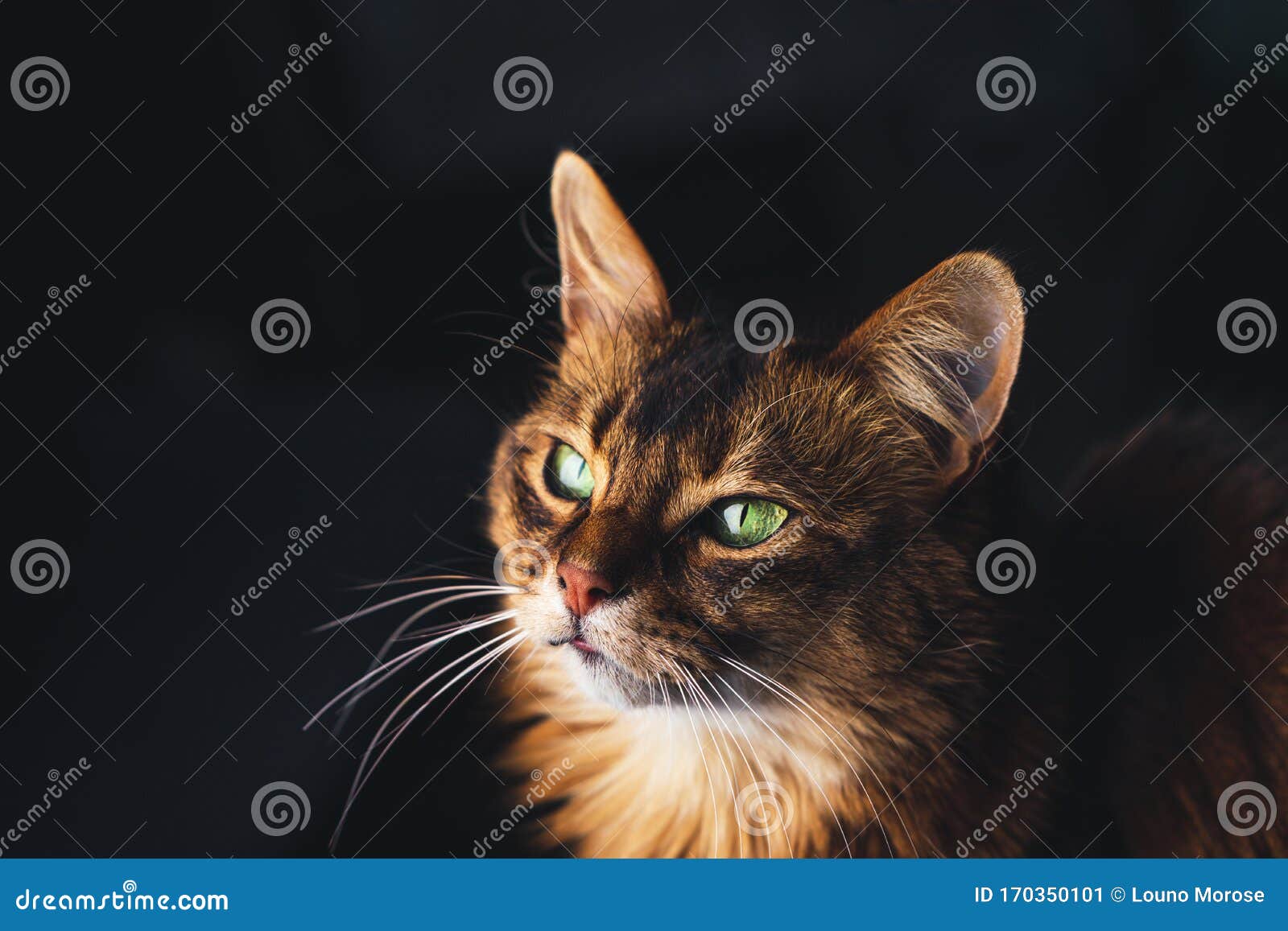 Beautiful Cat Face Portrait on Dark Background Stock Image - Image ...