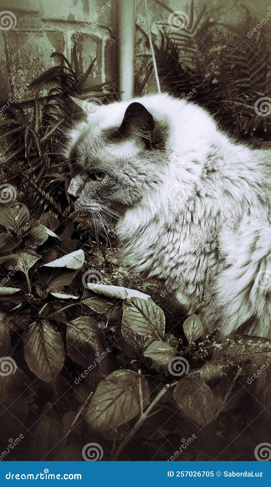 a beautiful cat among the foliage.