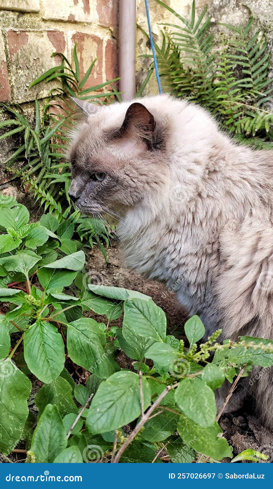 a beautiful cat among the foliage.