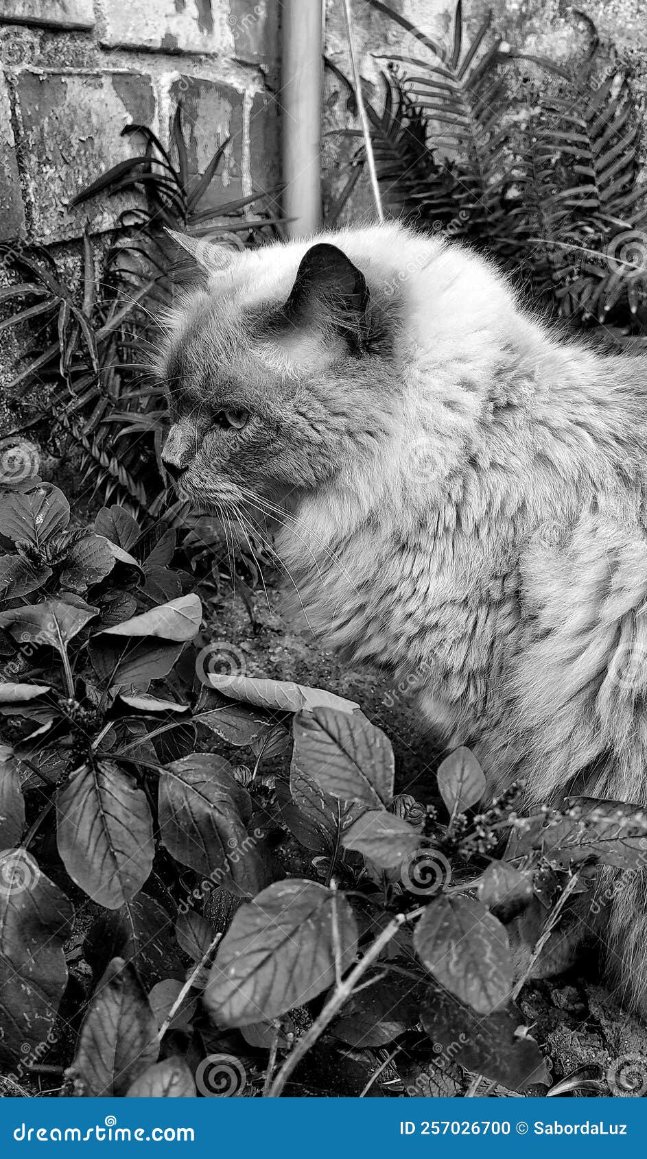 a beautiful cat among the foliage.