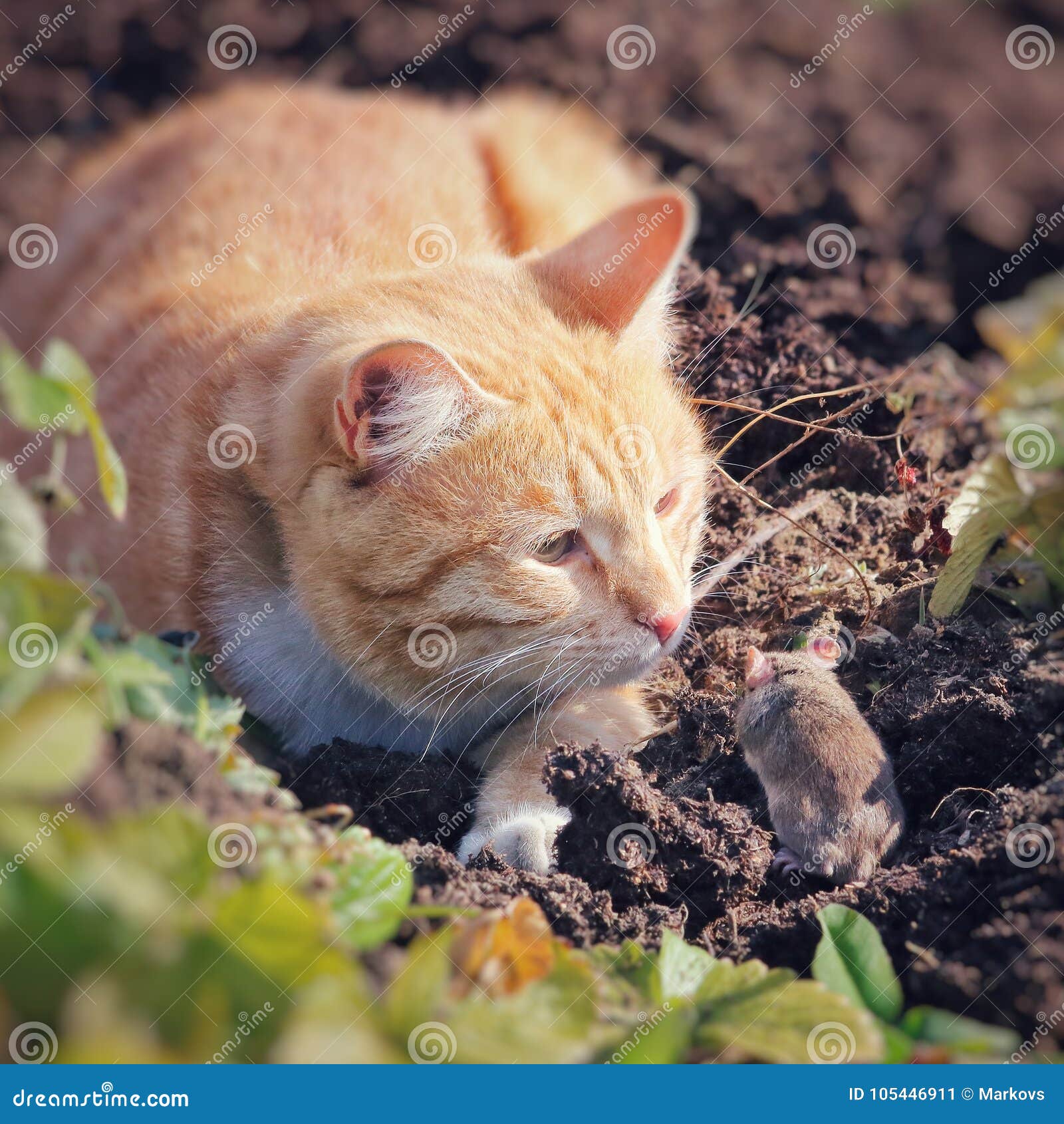 beautiful cat fun and cleverly plays with the captured mouse