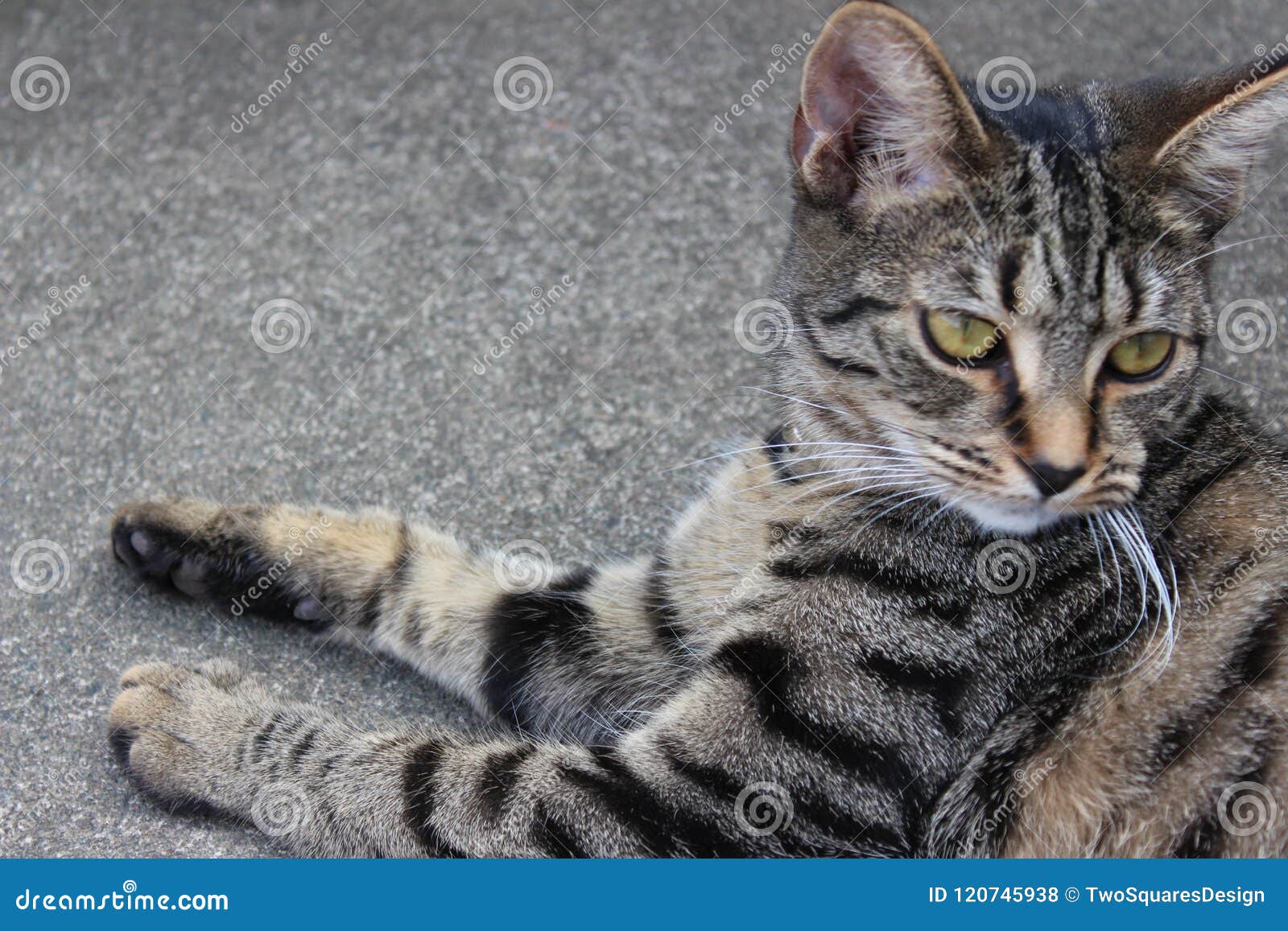 A Beautiful Cat in the Grey Colour Stock Photo - Image of ...