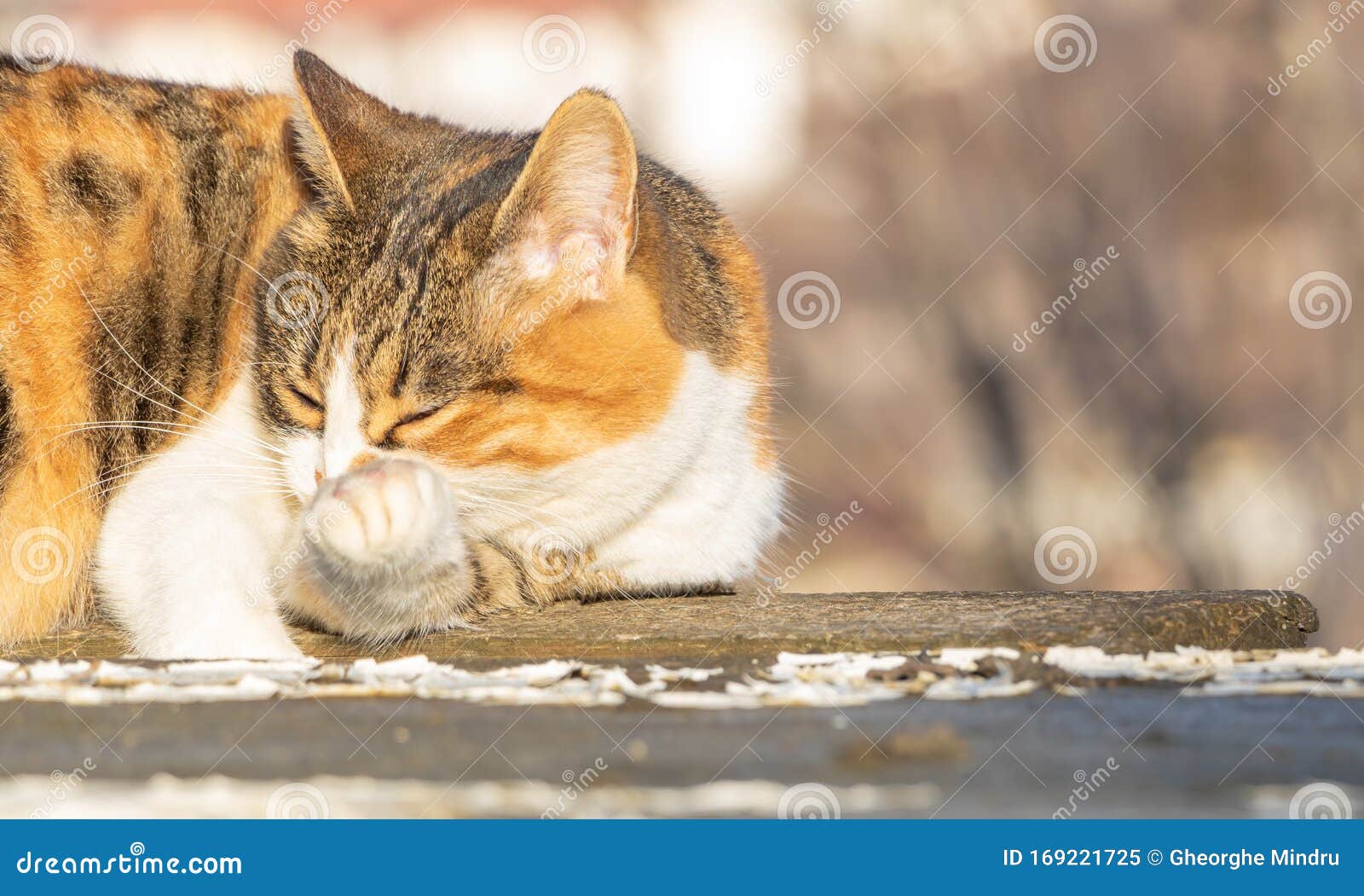 A Beautiful Cat Himself Cleaning His Paws Stock Image Image of home