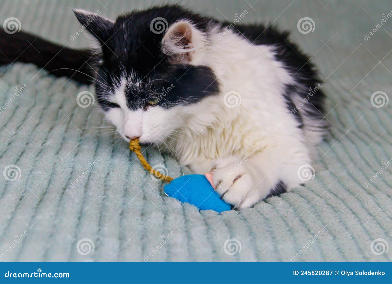 Beautiful Cat Playing with Mouse Toy on a Bed Stock Image Image of