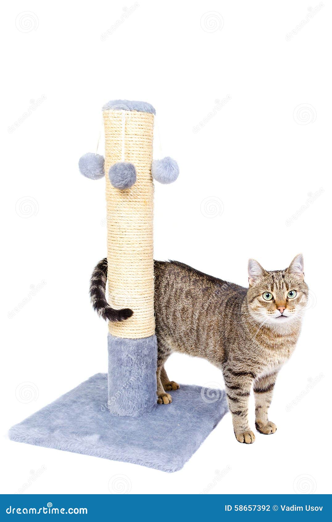 beautiful cat scratching post