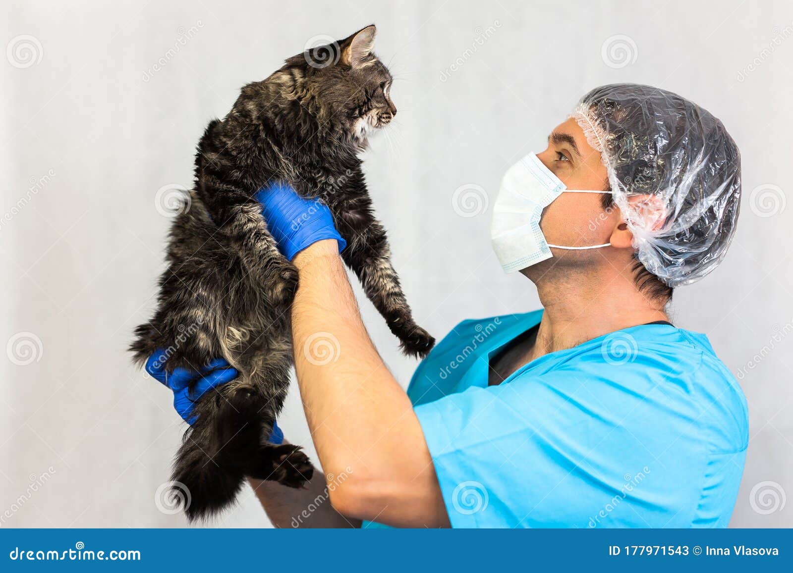 Beautiful Cat At The Veterinary Clinic, A Doctor Is Holding And