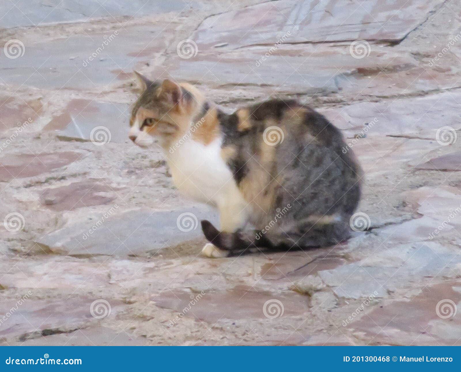 beautiful cat waiting for the mouse to come out