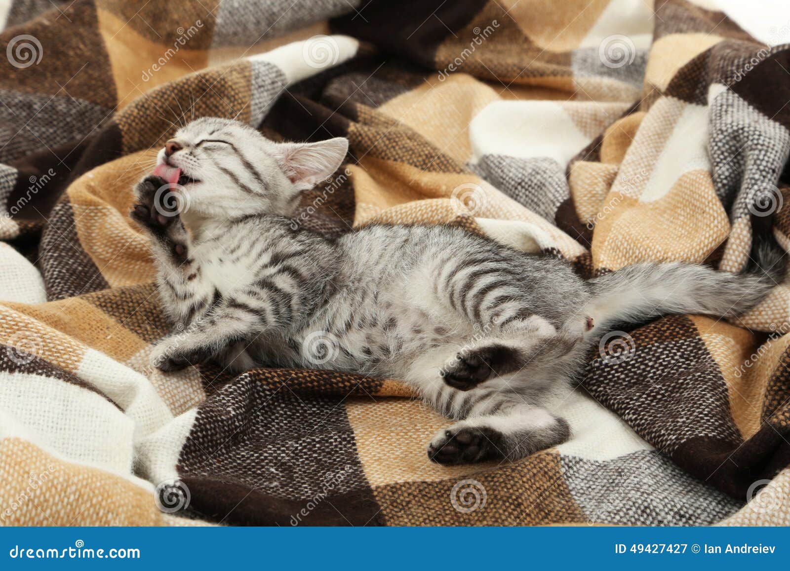 Beautiful Cat on a Warm Plaid Stock Image - Image of carnivore, sweet