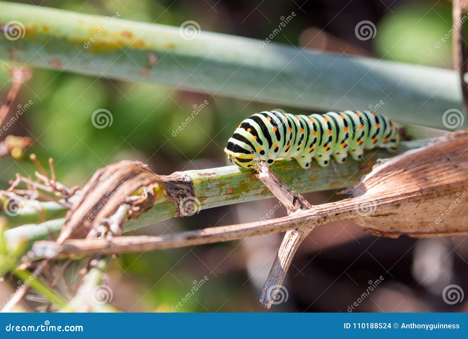 caterpillar of papilio machaon ii