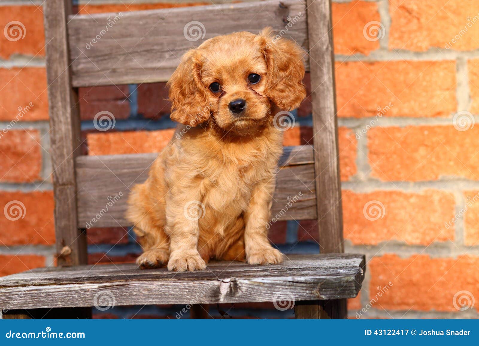 A Beautiful Cavalier King Charles Spaniel Mix Puppy Sits On An Old Chair Stock Image Image Of Curious Small 43122417