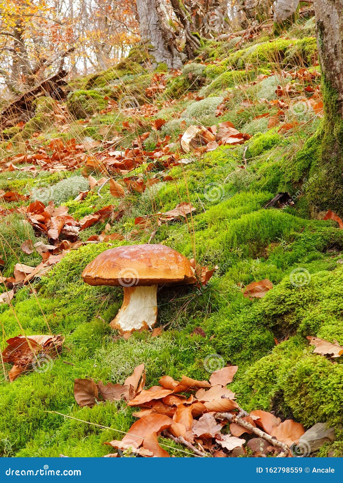 beautiful cep mushroom in the forest on a lovely autumn day