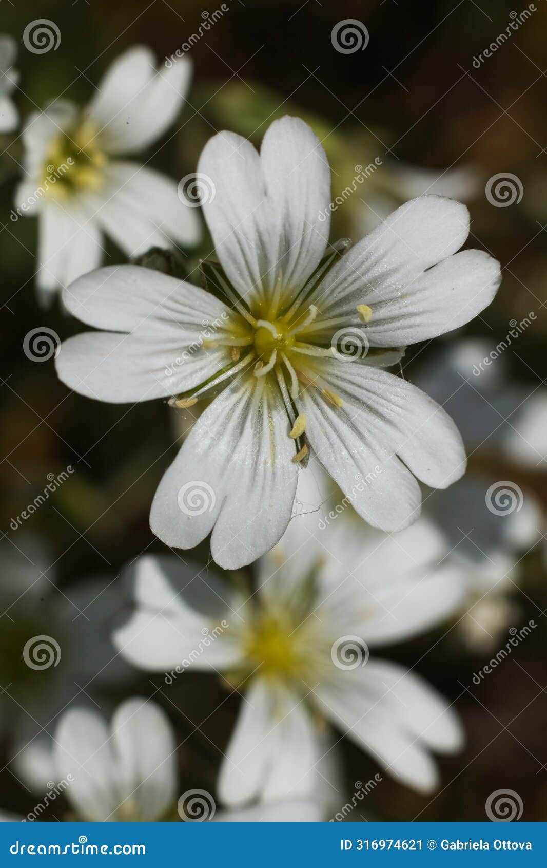 beautiful cerastium arvense flowers