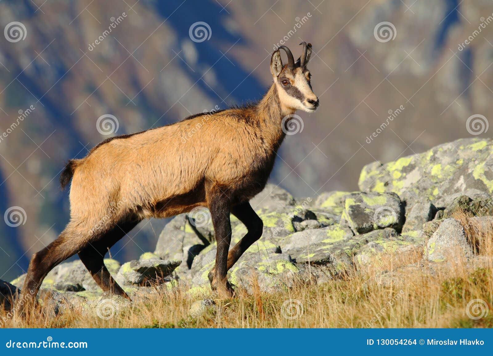 Chamois Antelope