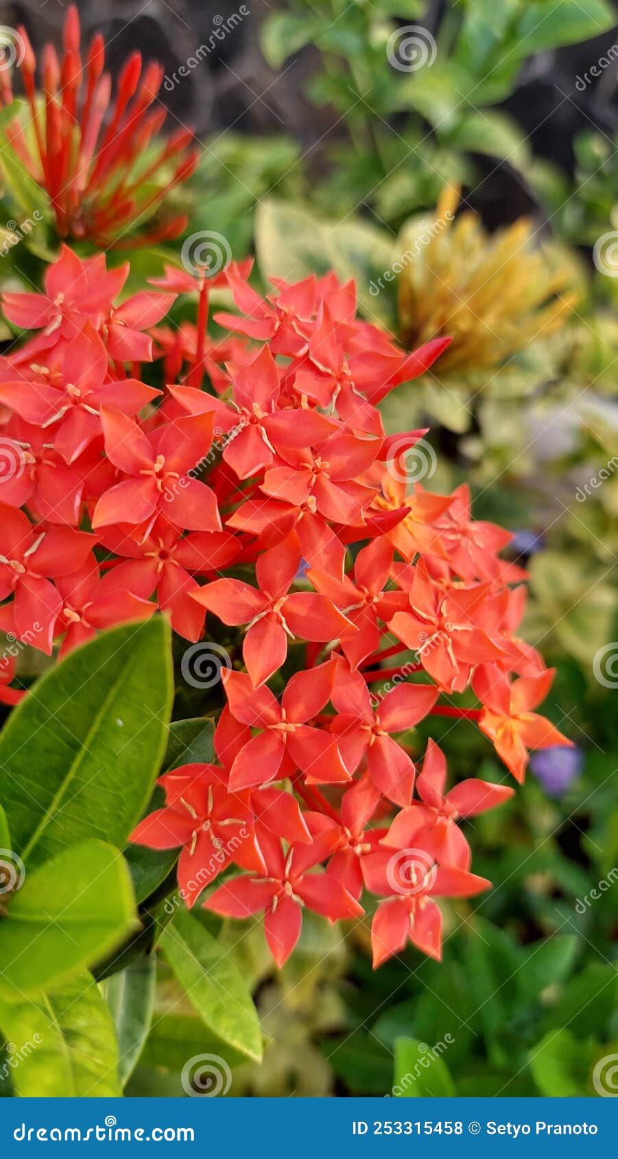 Beautiful and Charming Little Flowers in Clusters Stock Photo Image