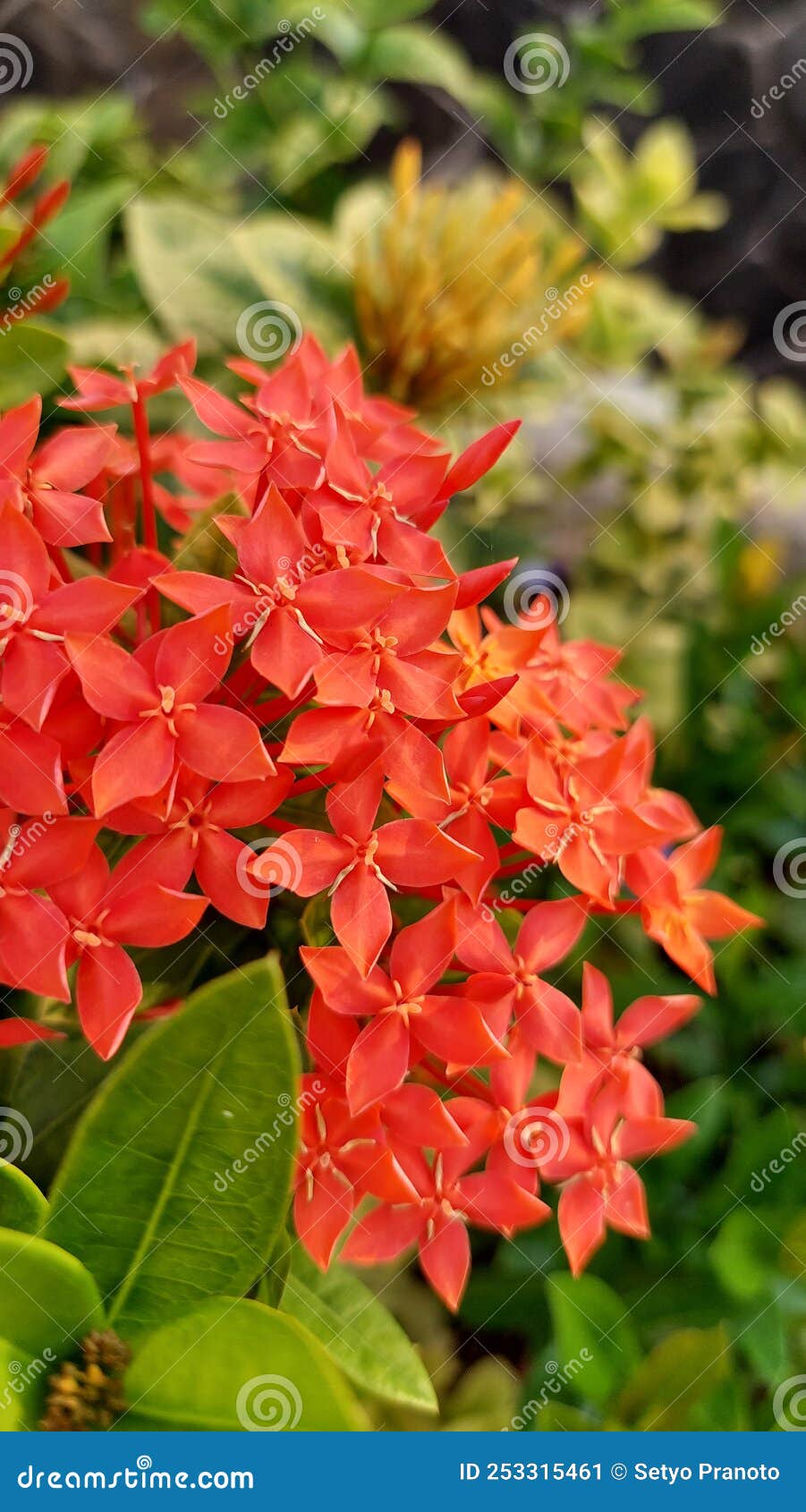 Beautiful and Charming Little Flowers in Clusters Stock Image Image