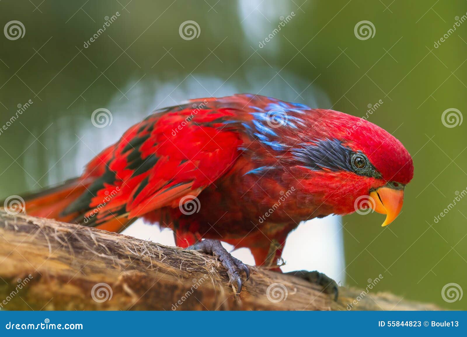 Beautiful Chattering Lory Lorius on a Branch Stock Image - Image of